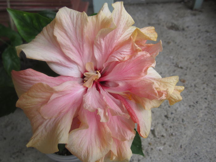 IMG_2612 - hibiscus