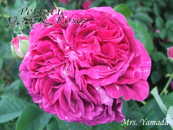 MRS. YAMADA - BOURBON ROSES