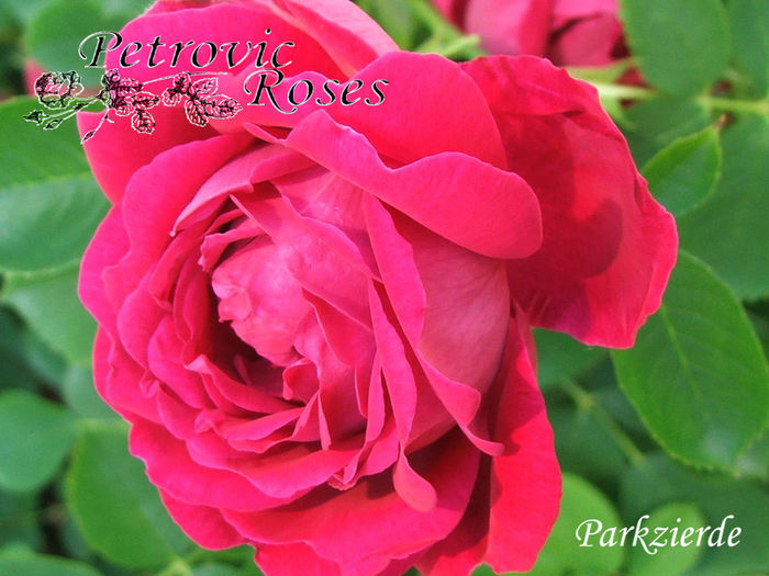 PARKZIERDE - BOURBON ROSES