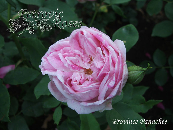 PROVINCE PANACHEE - BOURBON ROSES
