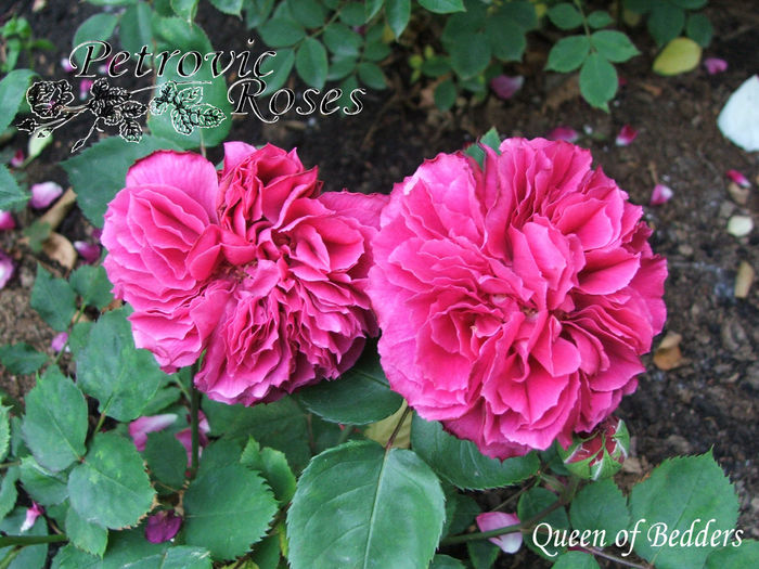 QUEEN OF BEDDERS - BOURBON ROSES