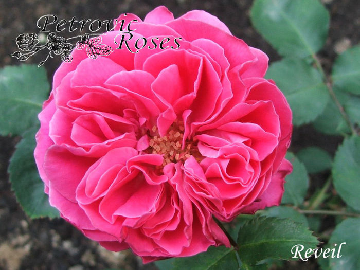 REVEIL - BOURBON ROSES