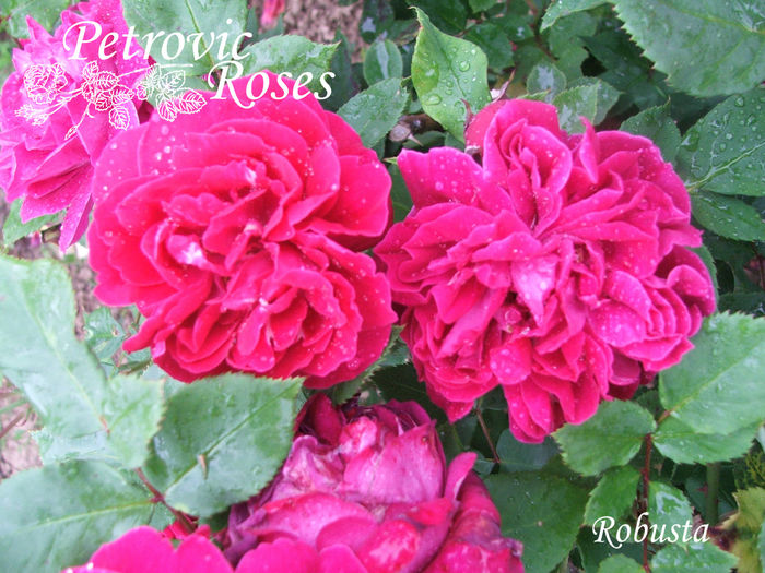Robusta - BOURBON ROSES