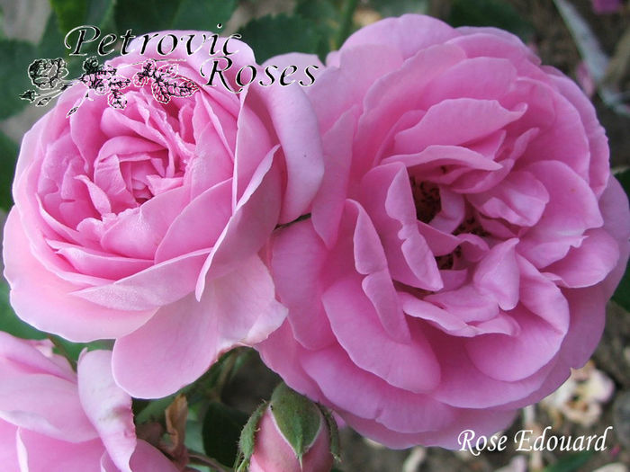 ROSE EDOUARD - BOURBON ROSES