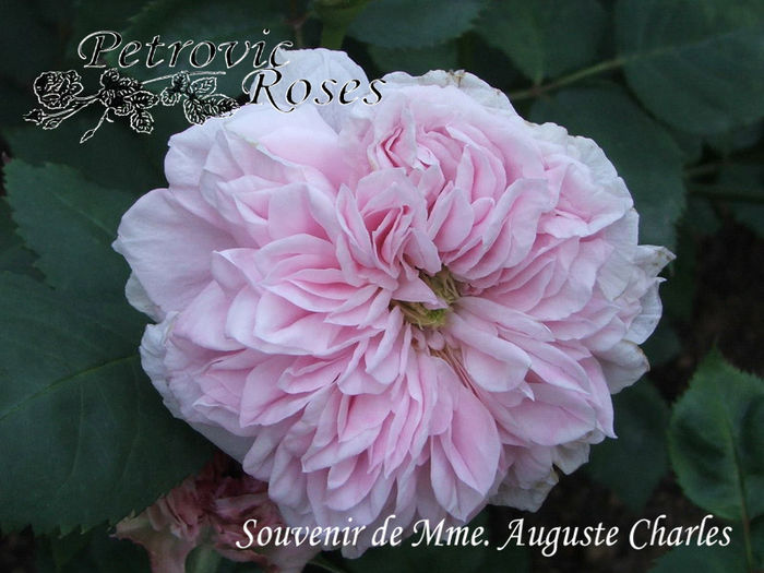 SOUVENIR DE MME. AUGUSTE CHARLES - BOURBON ROSES