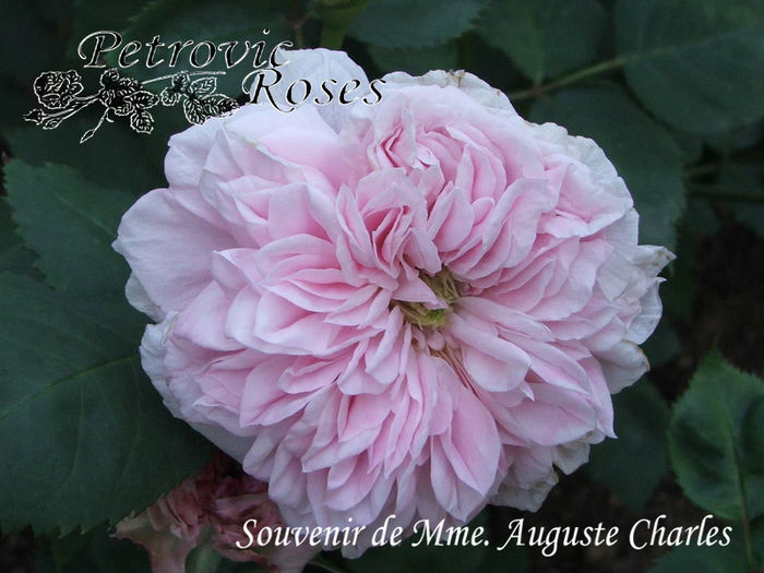 SOUVENIR DE MME. AUGUSTE CHARLES