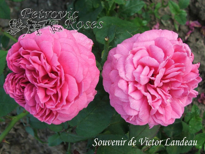 SOUVENIR DE VICTOR LANDEAU - BOURBON ROSES