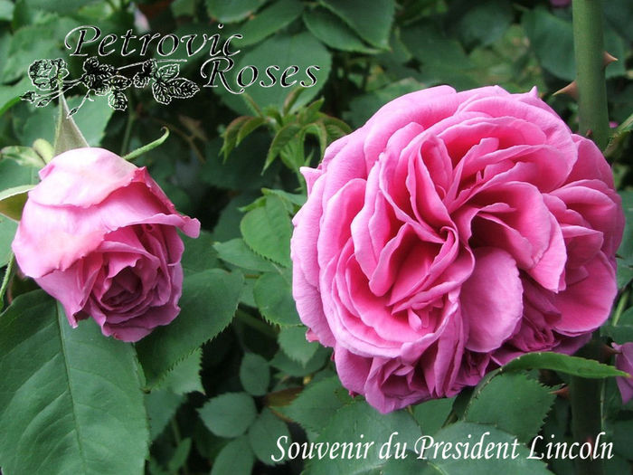 SOUVENIR DU PRESIDENT LINCOLN - BOURBON ROSES