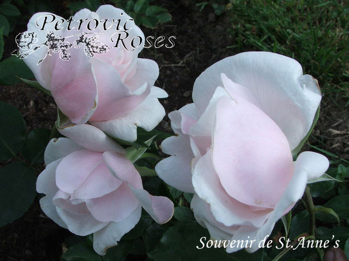 SOUVENIR DE ST. ANNES - BOURBON ROSES
