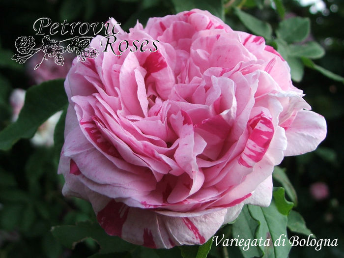 VARIEGATA DI BOLOGNA - BOURBON ROSES