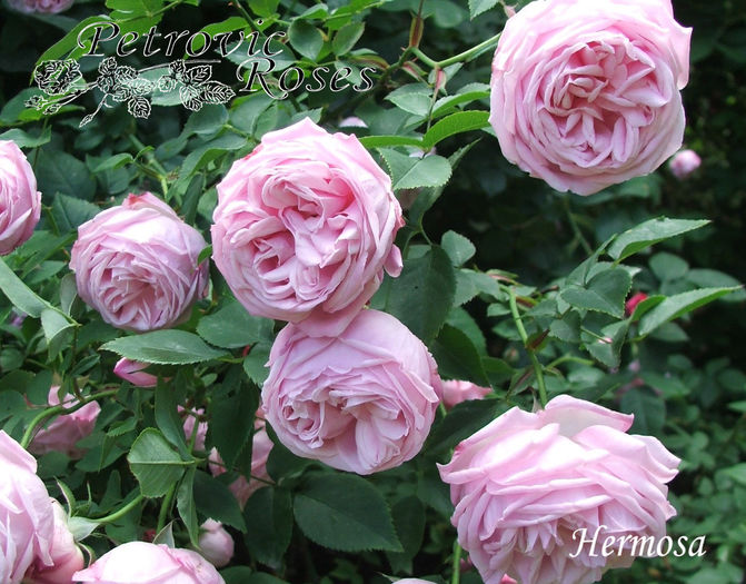 HERMOSA - CHINA ROSES