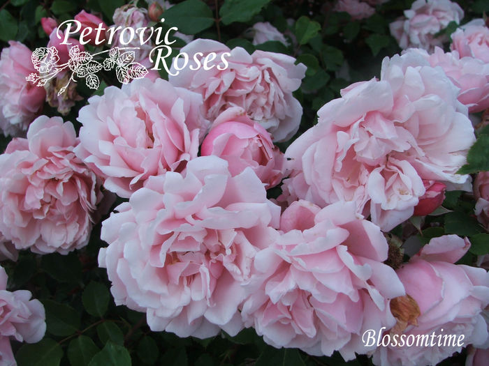 Blossomtime%202[1] - CLIMBER ROSES