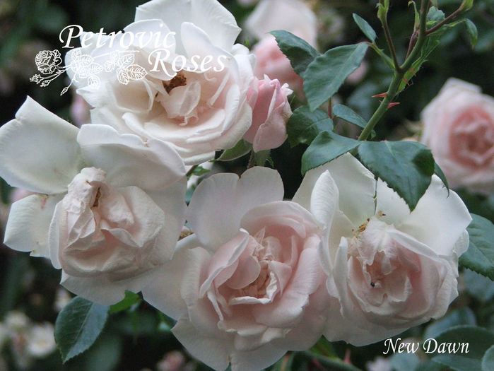 New Dawn - CLIMBER ROSES