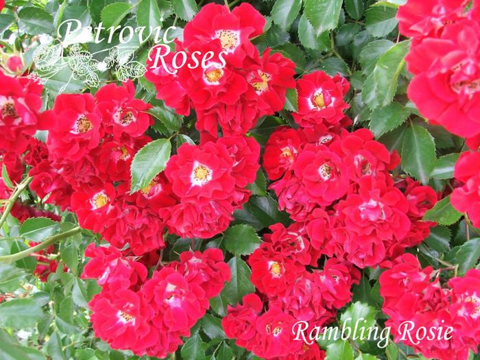 Rambling Rosie - CLIMBER ROSES