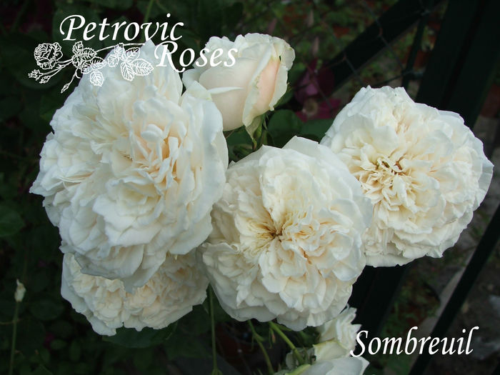 SOMBREUIL - CLIMBER ROSES