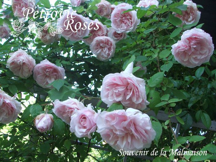 Souvenir de la Malmaison Clg - CLIMBER ROSES