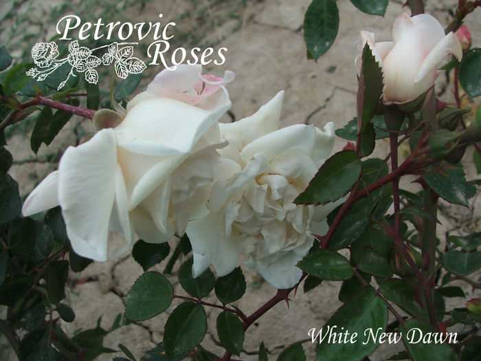 White New Dawn - CLIMBER ROSES