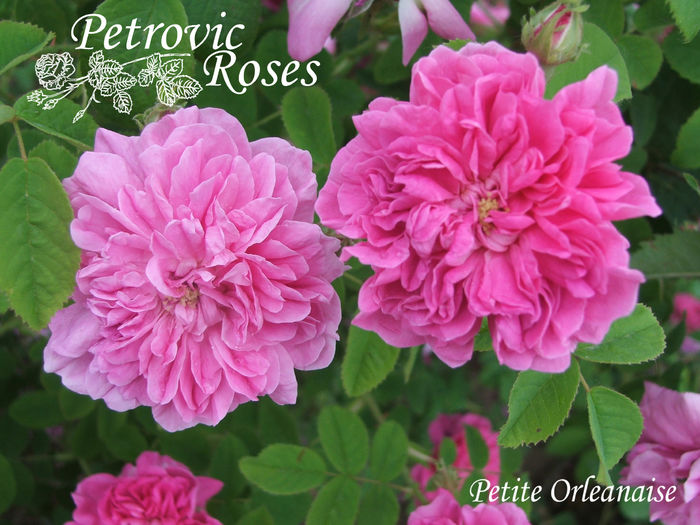 Petite Orleanaise - CENTIFOLIA ROSES