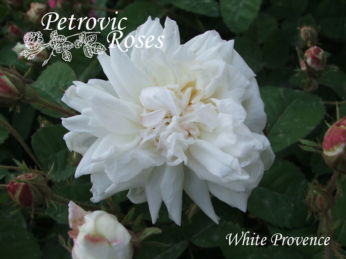White Provence - CENTIFOLIA ROSES