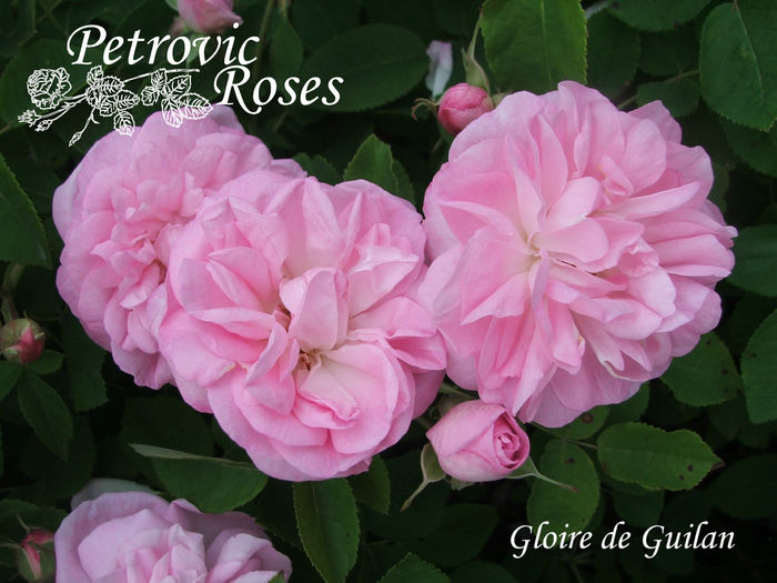 Gloire de Guilan - DAMASK ROSES