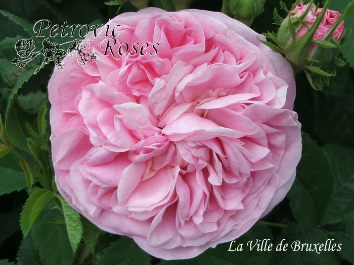 LA VILLE DE BRUXELLES - DAMASK ROSES