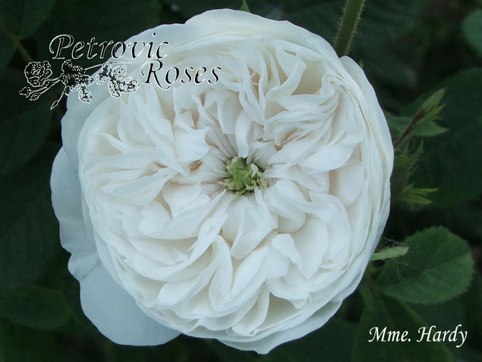 MME HARDY - DAMASK ROSES