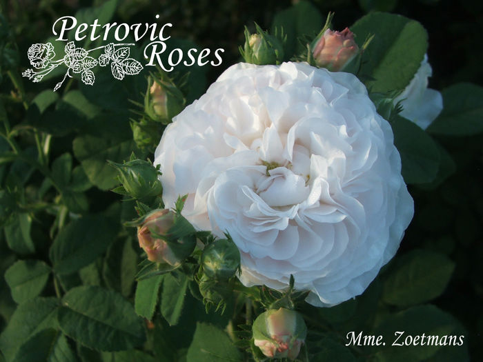 Mme. Zoetmans - DAMASK ROSES