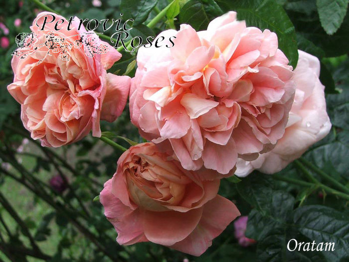 ORATAM - DAMASK ROSES