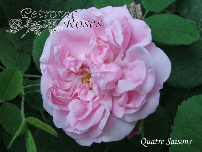 Quatre_Saisons - DAMASK ROSES