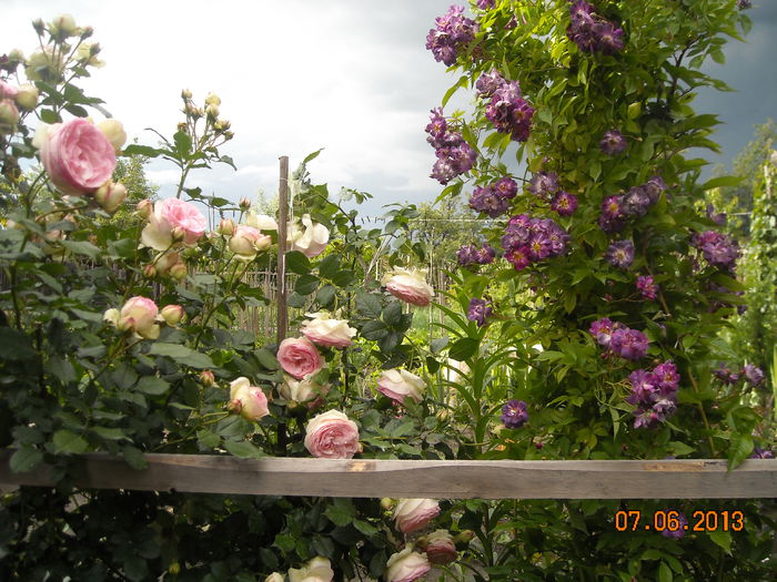 VEILCHENBLAU SI EDEN ROSE 2013 - Trandafiri 2014