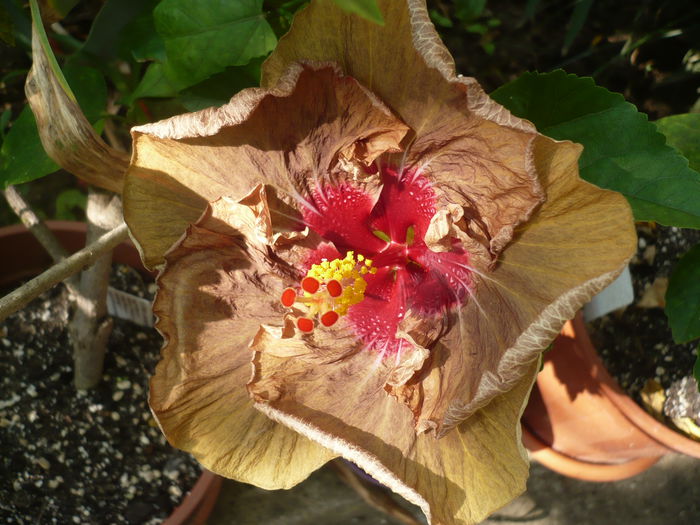 P1200883 - HIBISCUSI 2014-1