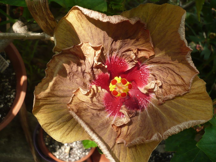 P1200884 - HIBISCUSI 2014-1