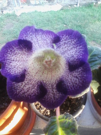 atlant nr 2 - gloxinia 2014