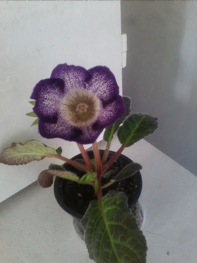 atlant nr 2 - gloxinia 2014