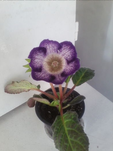 atlant nr 2 25.7.2014 - gloxinia 2014