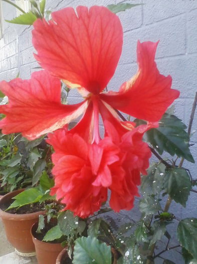 IMG_20140725_190648 - hibiscusi 2014