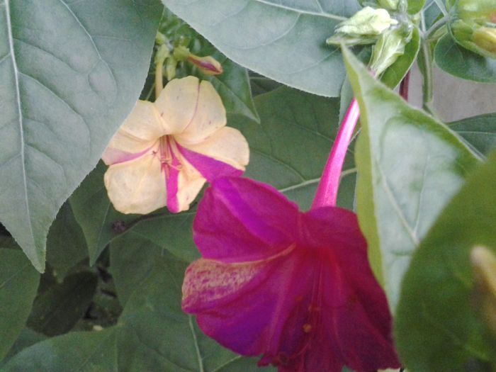 20140725_202850