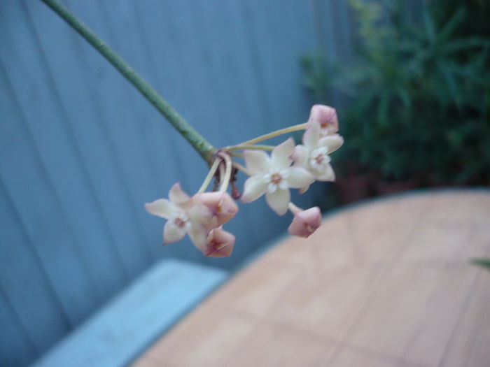 P1200905 - Macrophylla variegata