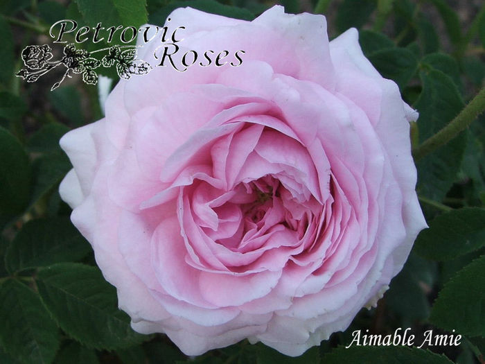 AIMABLE AMIE - GALLICA ROSES