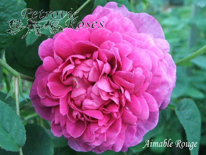 AIMABLE ROUGE - GALLICA ROSES