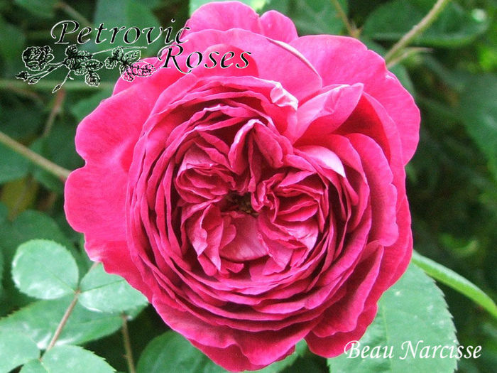 BEAU NARCISSE - GALLICA ROSES