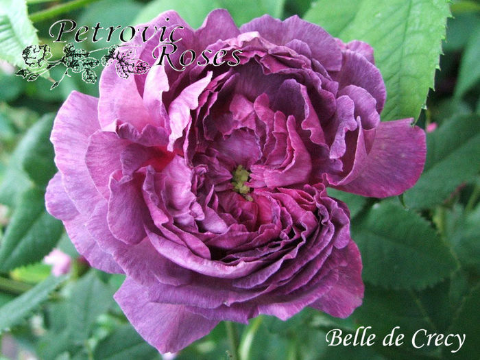 BELLE DE CRECY - GALLICA ROSES