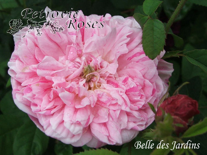 BELLE DES JARDINS - GALLICA ROSES