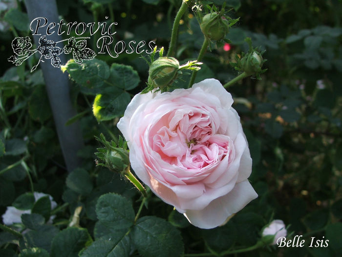 BELLE ISIS - GALLICA ROSES