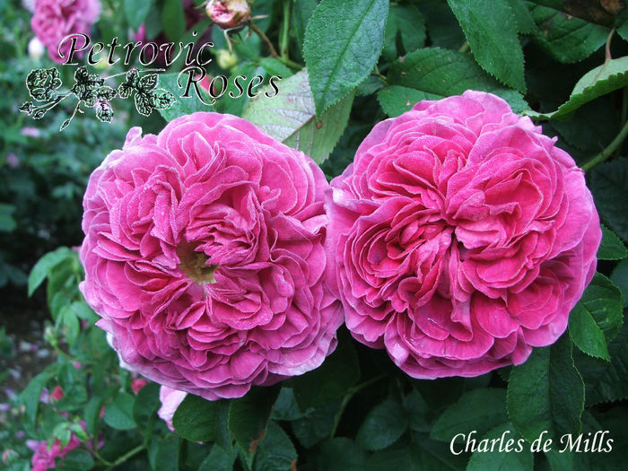 Charles de  Mills - GALLICA ROSES