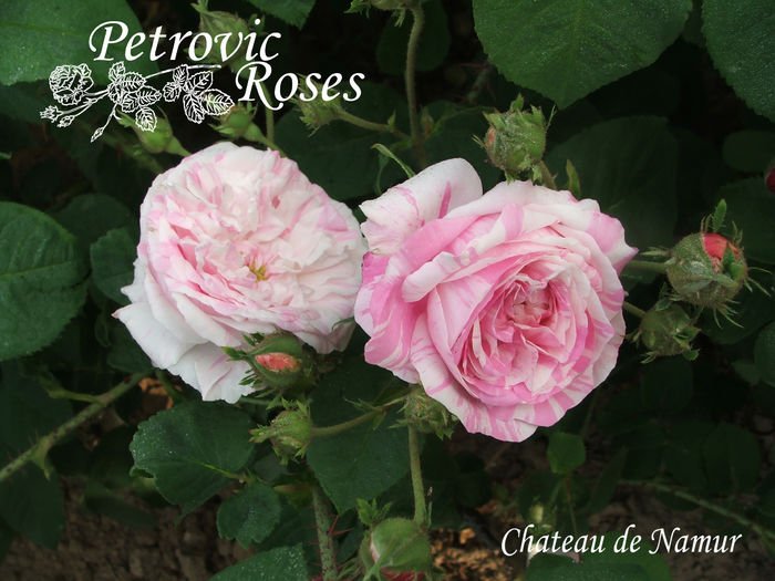 Chateau de Namur - GALLICA ROSES