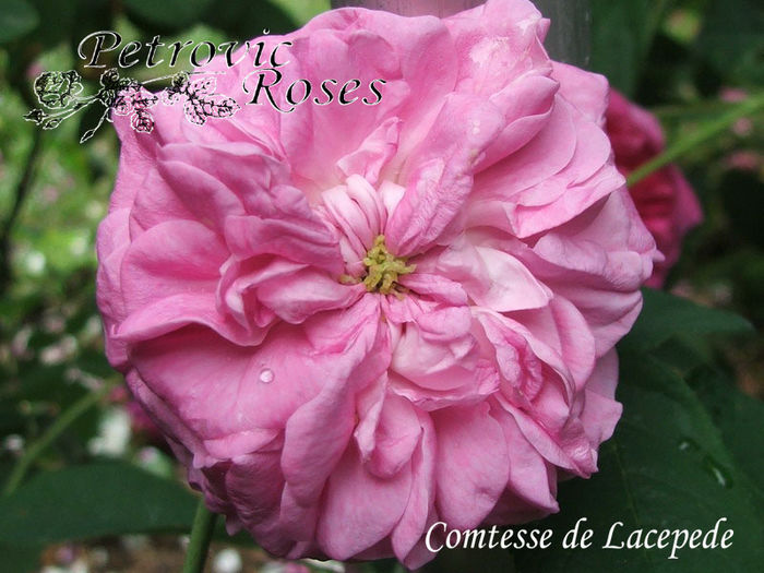 COMTESSE de LACEPEDE - GALLICA ROSES