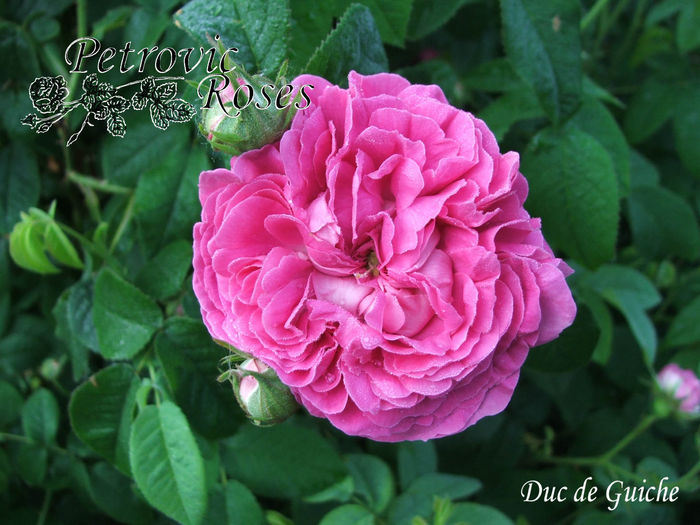 DUC de GUICHE - GALLICA ROSES