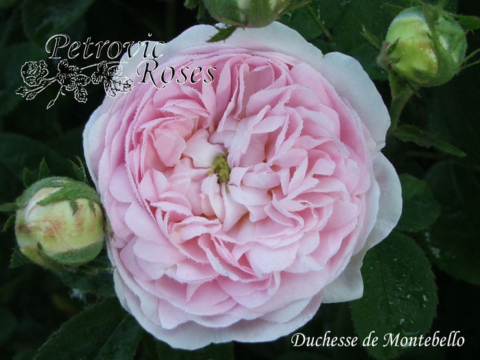 DUCHESSE DE MONTEBELLO - GALLICA ROSES