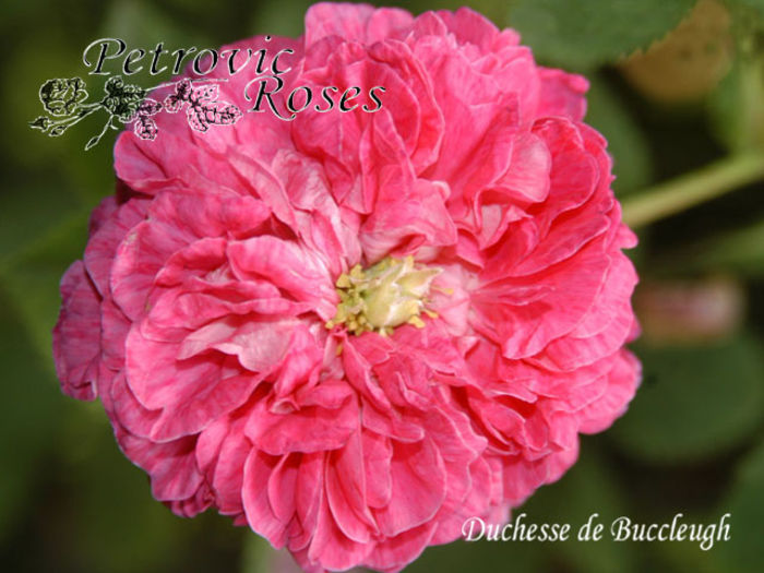 Duchesse_De_Buccleugh - GALLICA ROSES